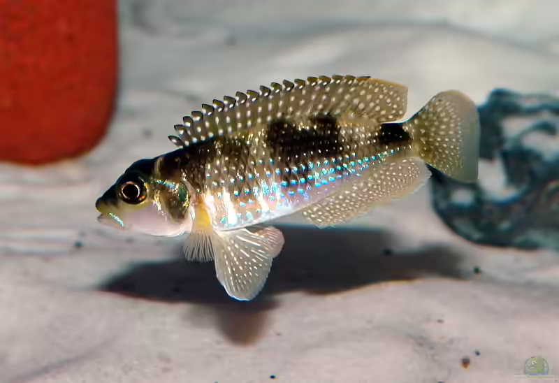 Lamprologus: Charakterstarke Buntbarsche aus dem Tanganjikasee (Einrichtungsbeispiele mit Lamprologus-Arten)