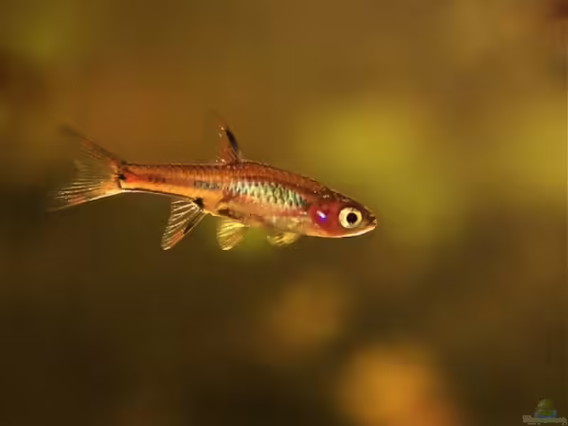 Gattung Rasbora: Vielfalt, Haltung und Besonderheiten der asiatischen Bärblinge (Einrichtungsbeispiele mit Rasbora-Arten)