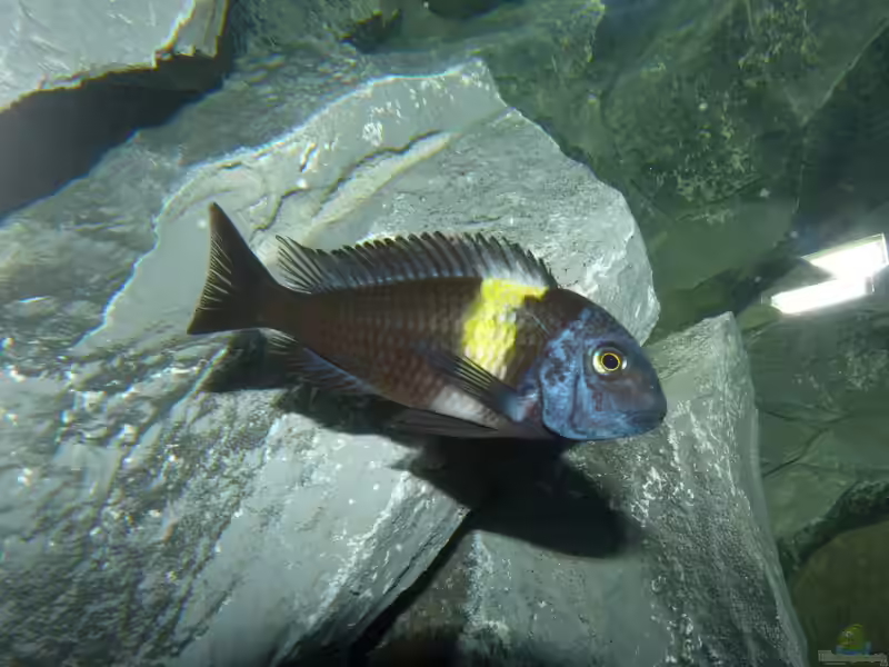 Tropheus im Aquarium halten (Einrichtungsbeispiele für Brabantbuntbarsche)