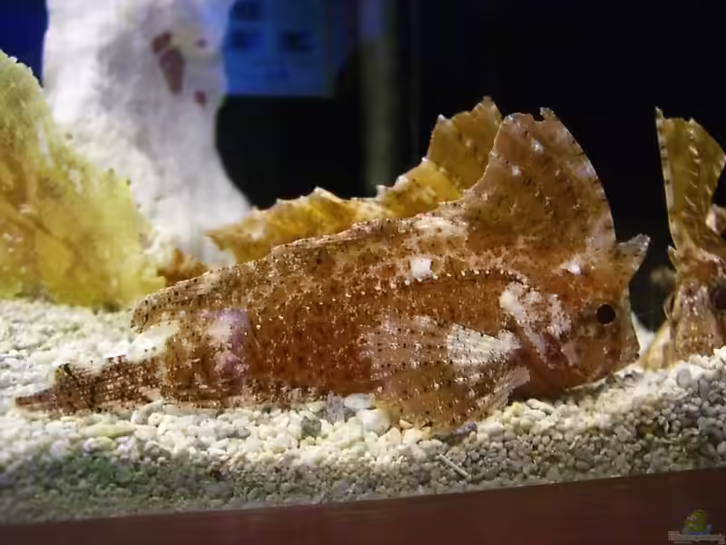 Ablabys taenianotus im Aquarium halten (Einrichtungsbeispiele mit Kakadu-Schaukelfisch)