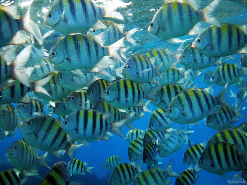 Abudefduf saxatilis im Aquarium halten (Einrichtungsbeispiele für Gestreifter Sergeant)