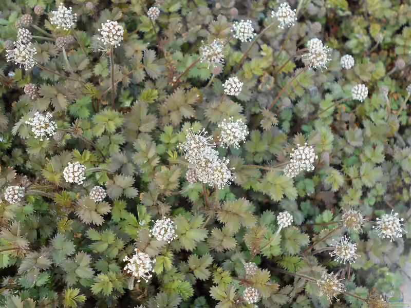 Acaena microphylla im Garten pflanzen (Einrichtungsbeispiele mit Braunblättriges Stachelnüsschen)