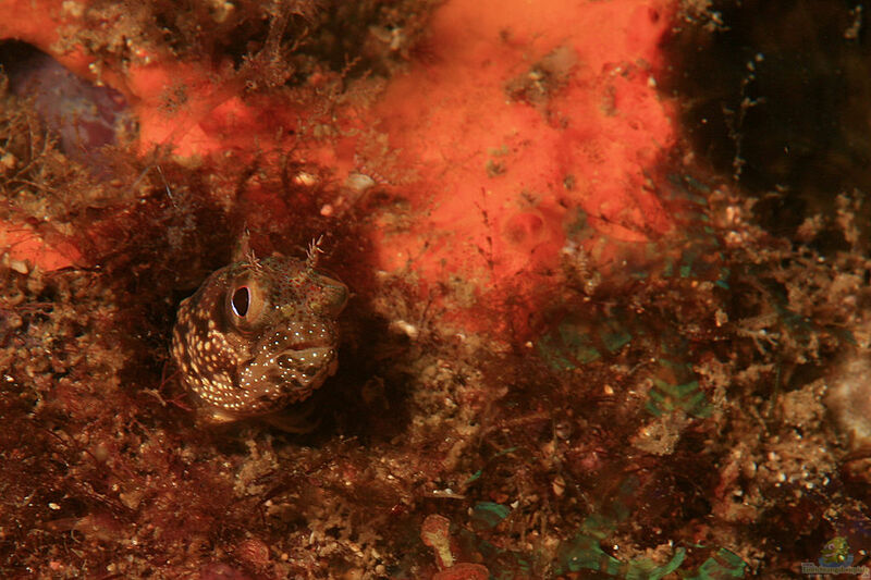 Acanthemblemaria exilispinus im Aquarium halten (Einrichtungsbeispiele für Bluntspine Hechtschleimfisch)  - Acanthemblemaria-exilispinusaquarium