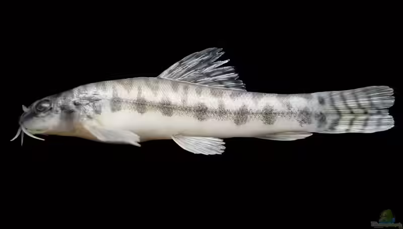 Acanthocobitis zonalternans im Aquarium halten (Einrichtungsbeispiele für Phuketschmerle)