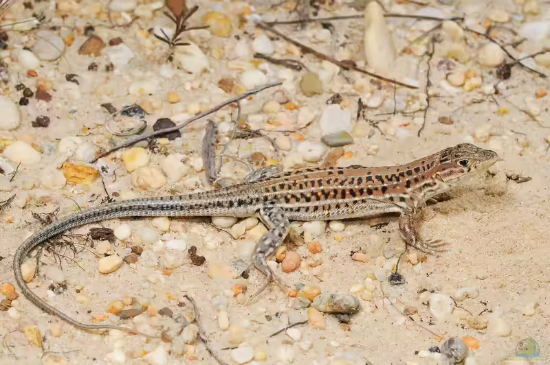 Acanthodactylus erythrurus im Terrarium halten (Einrichtungsbeispiele für Europäischer Fransenfinger)