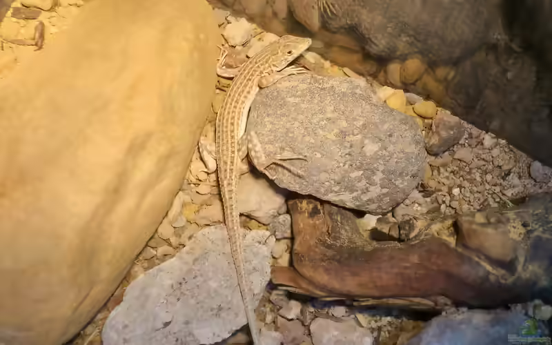 Acanthodactylus pardalis im Terrarium halten (Einrichtungsbeispiele für Leopard-Fransenfinger)