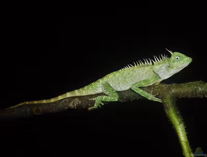 Acanthosaura armata im Terrarium halten (Einrichtungsbeispiele mit Malayischer Nackenstachler)