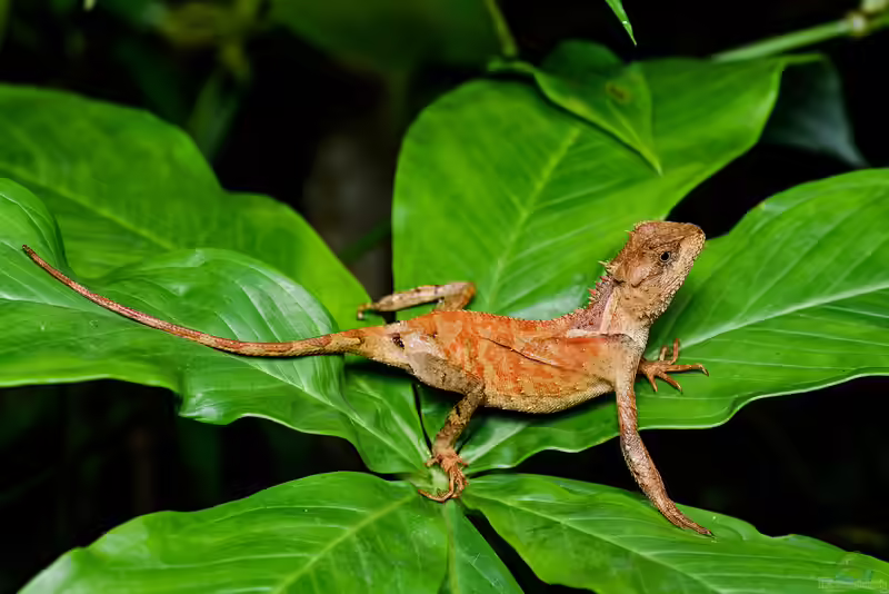 Acanthosaura lepidogaster im Terrarium halten (Einrichtungsbeispiele mit Schwarzkopf Nackenstachler)
