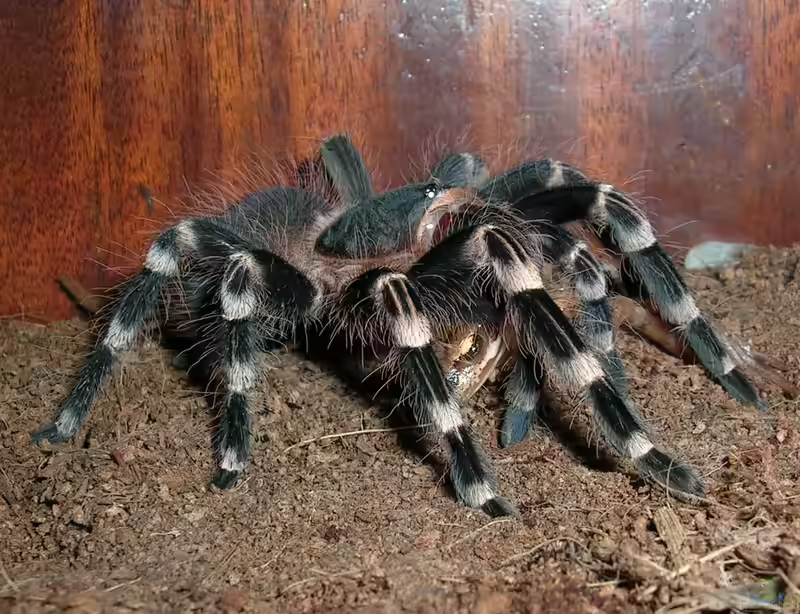 Acanthoscurria geniculata im Terrarium halten (Einrichtungsbeispiele mit Weissknie Vogelspinne)