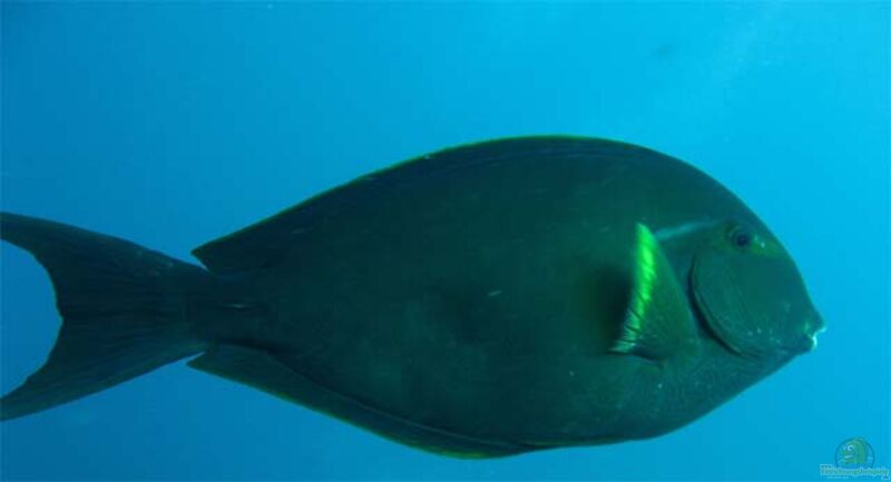 Acanthurus albipectoralis im Aquarium halten (Einrichtungsbeispiele für Weißflossen-Doktorfisch)