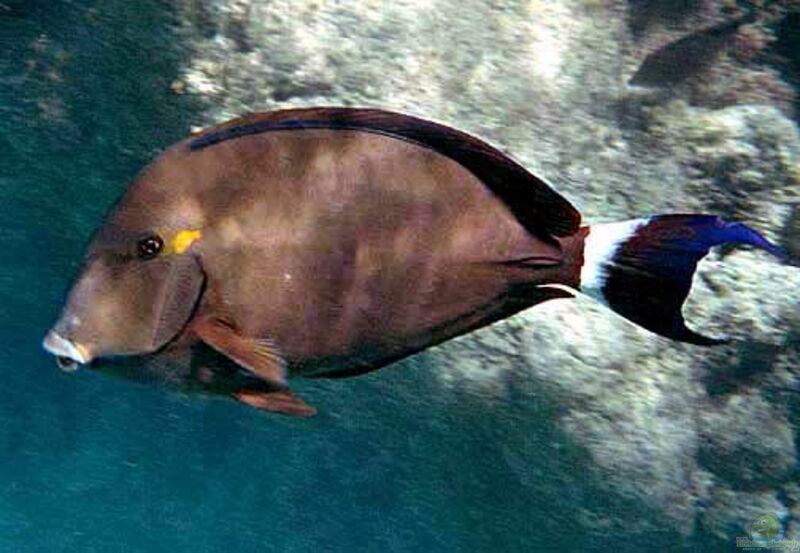 Acanthurus blochii im Aquarium halten (Einrichtungsbeispiele für Blochs Doktorfisch)