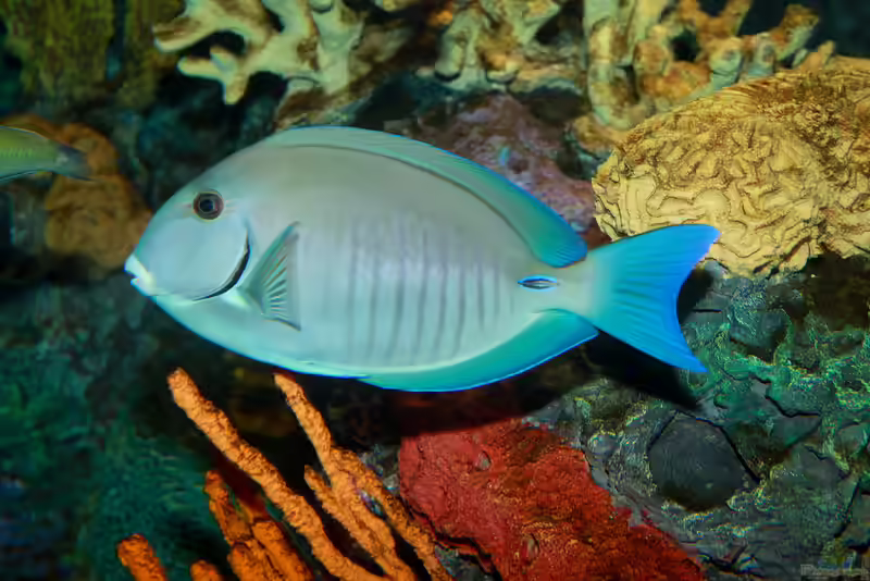 Acanthurus chirurgus im Aquarium halten (Einrichtungsbeispiele für Streifen-Doktor)
