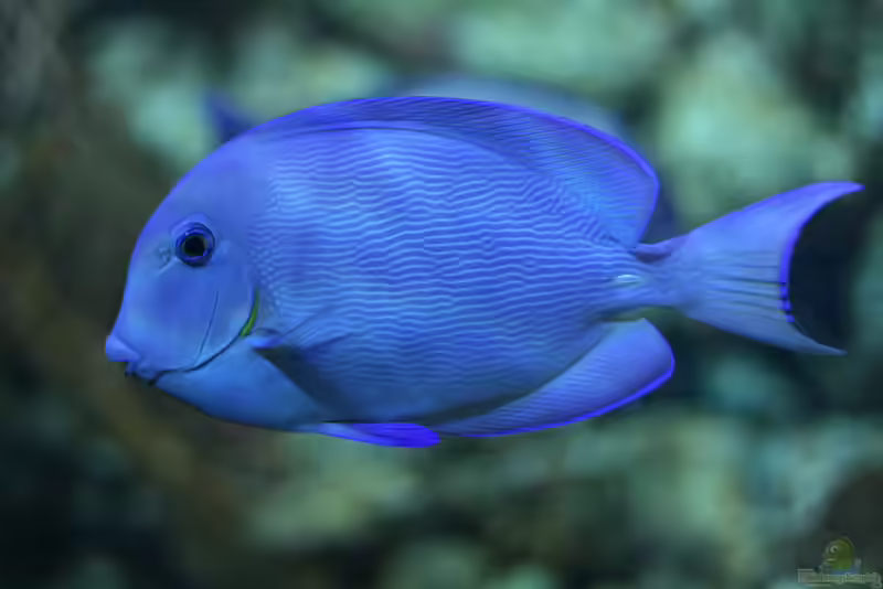 Acanthurus coeruleus im Aquarium halten (Einrichtungsbeispiele für Blauer-Doktorfisch)