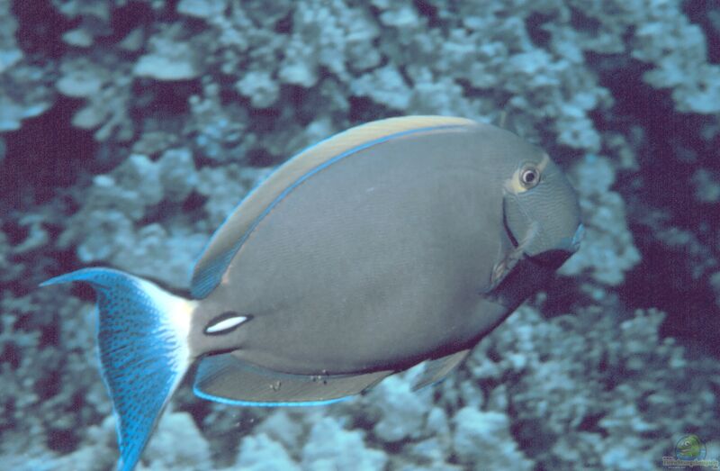 Acanthurus dussumieri im Aquarium halten (Einrichtungsbeispiele für Dussumieres Doktorfisch)