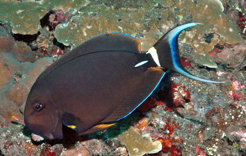 Acanthurus leucocheilus im Aquarium halten (Einrichtungsbeispiele für Weisslippen-Doktorfisch)