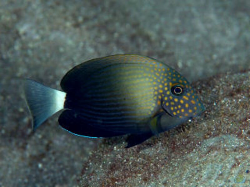 Acanthurus maculiceps im Aquarium halten (Einrichtungsbeispiele für Punktgesicht-Doktorfisch)  - Acanthurus-maculicepsaquarium