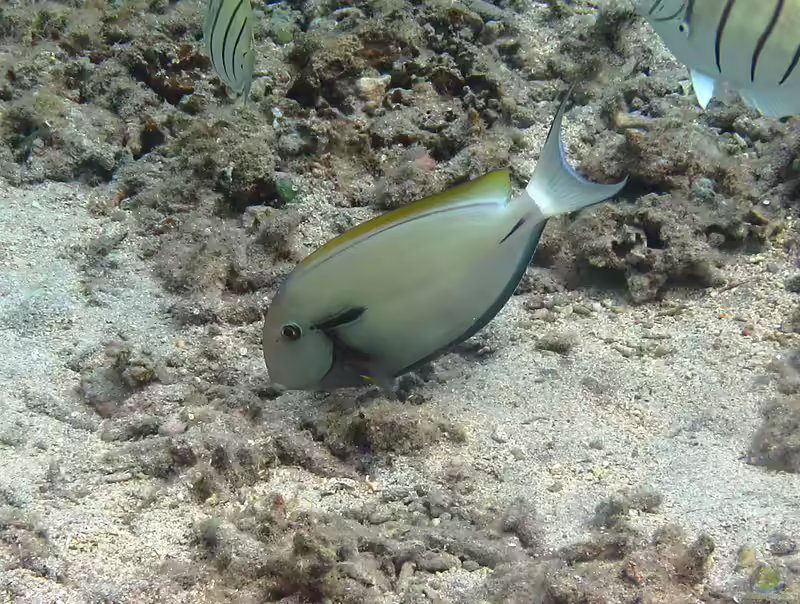 Acanthurus nigricauda im Aquarium halten (Einrichtungsbeispiele für Achselklappen-Doktorfisch)