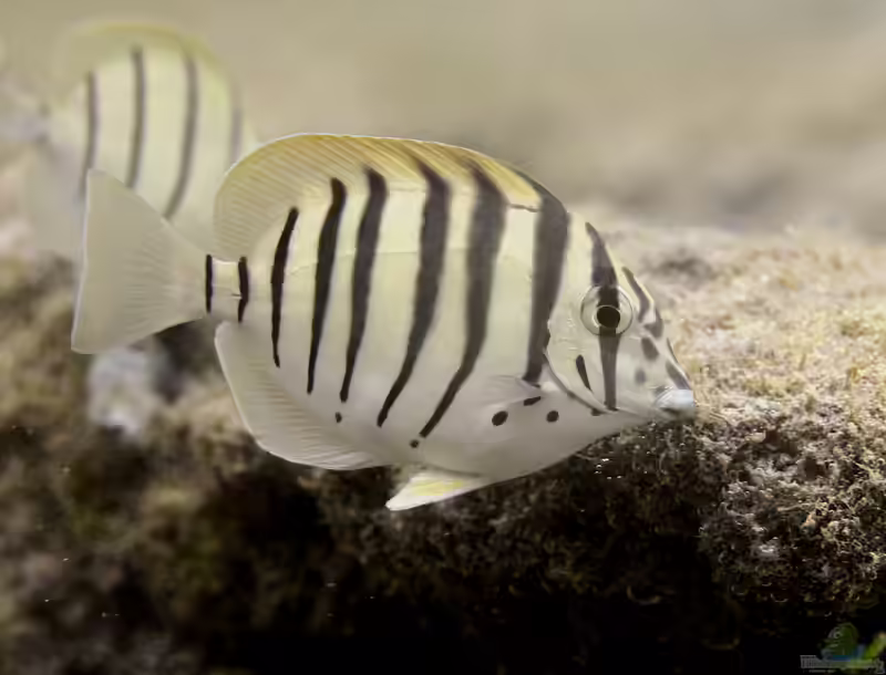 Acanthurus polyzona im Aquarium halten (Einrichtungsbeispiele für Schwarzstreifen Doktorfisch)