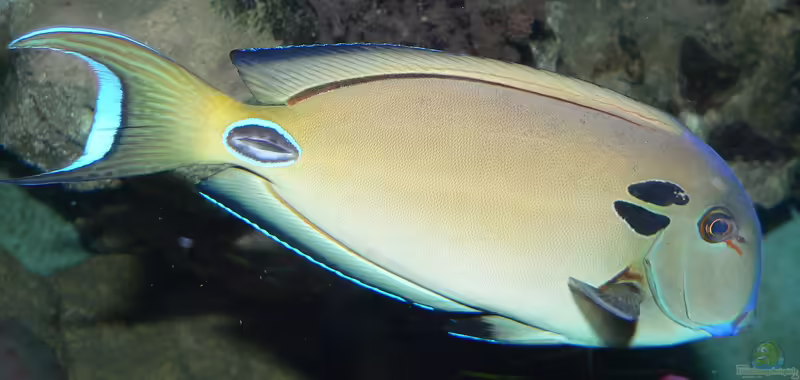 Acanthurus tennentii im Aquarium halten (Einrichtungsbeispiele für Kreisdorn-Doktorfisch)