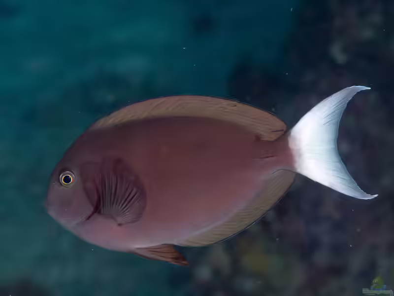 Acanthurus thompsoni im Aquarium halten (Einrichtungsbeispiele für Weißschwanz-Doktor)