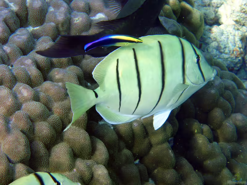 Acanthurus triostegus im Aquarium halten (Einrichtungsbeispiele für Gitter-Doktorfisch)