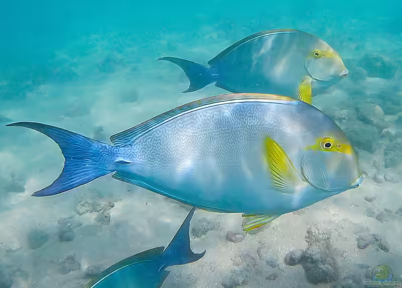 Acanthurus xanthopterus im Aquarium halten (Einrichtungsbeispiele für Gelbmasken-Doktor)