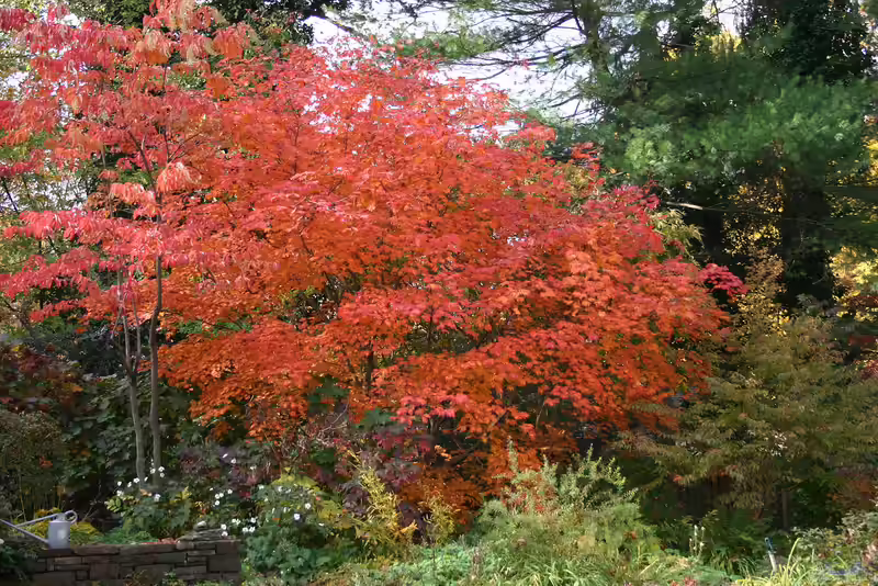 Acer japonicum im Garten pflanzen (Einrichtungsbeispiele mit Japanischer Ahorn)