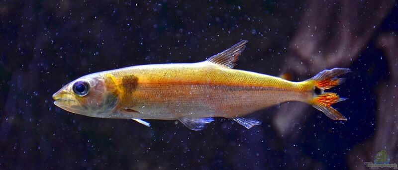 Acestrorhynchus falcatus im Aquarium halten (Einrichtungsbeispiele für Rotschwanz-Barrakuda-Salmler)