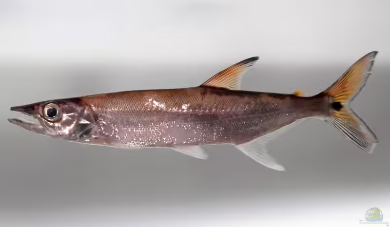 Acestrorhynchus microlepis im Aquarium halten (Einrichtungsbeispiele für Hechtkopfsalmler)