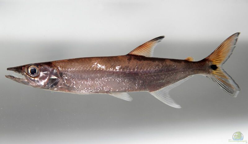 Acestrorhynchus microlepis im Aquarium halten (Einrichtungsbeispiele für Hechtkopfsalmler)  - Acestrorhynchus-microlepis-slnkaquarium