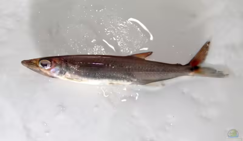 Acestrorhynchus minimus im Aquarium halten (Einrichtungsbeispiele für Zwerg-Barrakuda-Salmler)