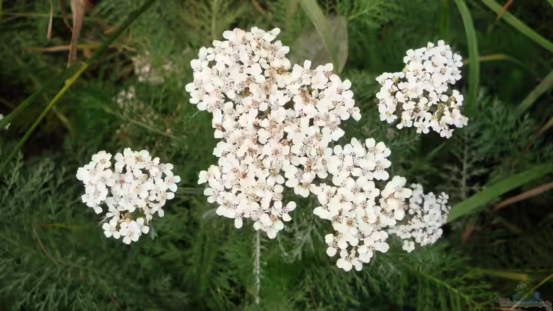 Achillea millefolium im Garten pflanzen (Einrichtungsbeispiele mit Gewöhnliche Wiesenschafgarbe)
