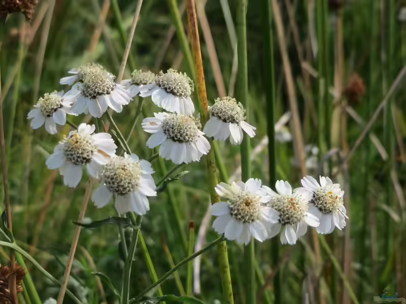 Achillea ptarmica am Gartenteich (Einrichtungsbeispiele mit Sumpfschafgarbe)