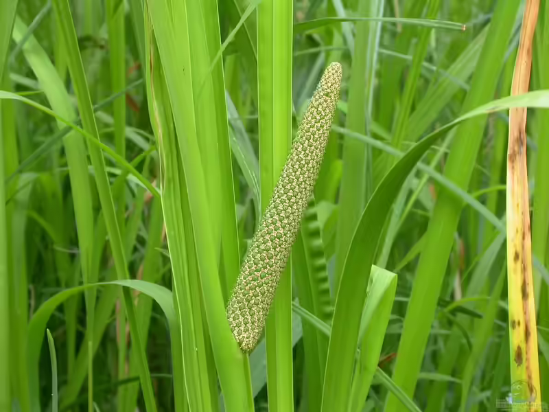 Acorus calamus am Gartenteich (Einrichtungsbeispiele mit Echter Kalmus)