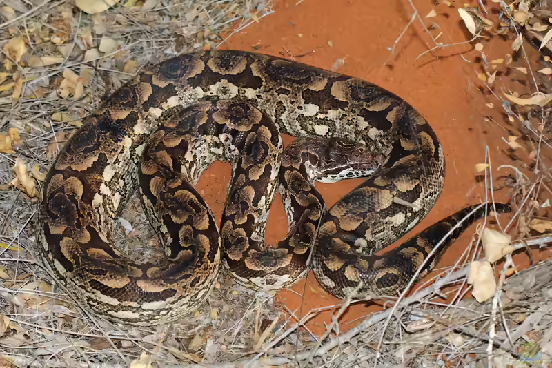 Acrantophis dumerili im Terrarium halten (Einrichtungsbeispiele mit Südliche Madagaskarboa)