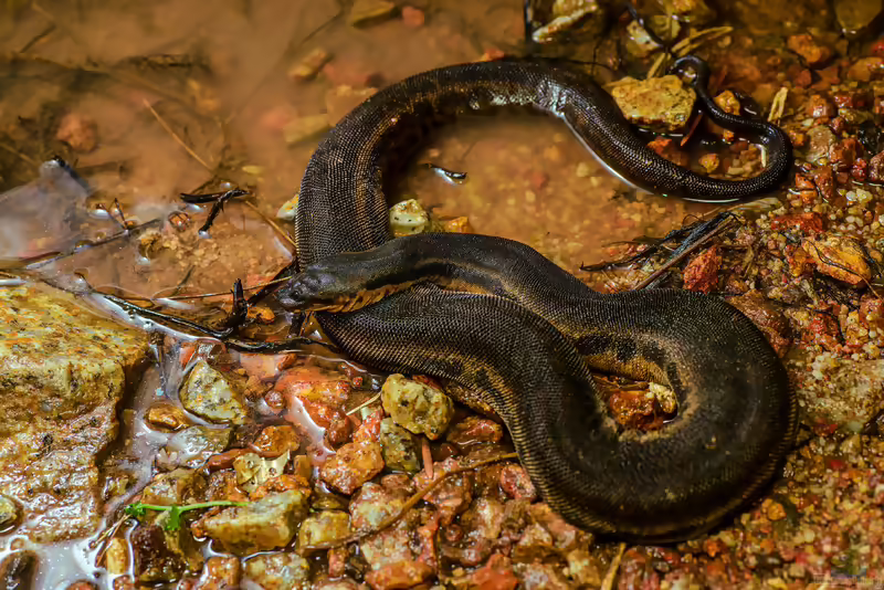 Acrochordus javanicus: Javanische Warzenschlange im Terrarium halten (Einrichtungsbeispiele mit Acrochordus javanicus)