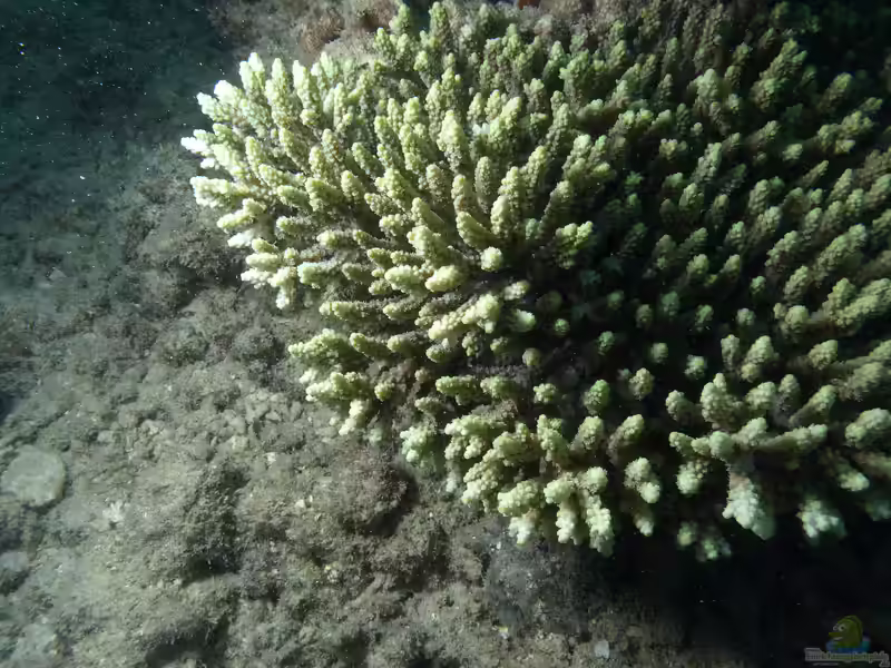Acropora aculeus im Aquarium halten (Einrichtungsbeispiele für Kleinpolypige Steinkoralle)