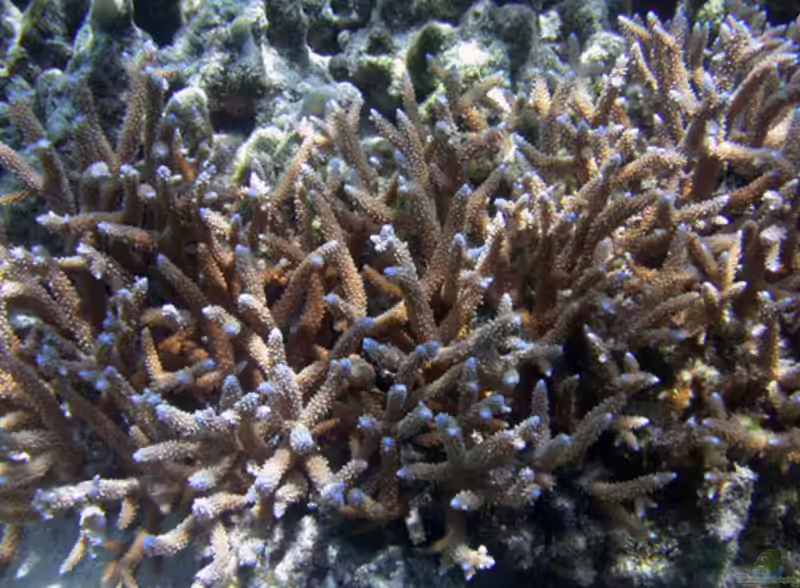 Acropora acuminata im Aquarium halten (Einrichtungsbeispiele für Kleinpolypige Steinkoralle)