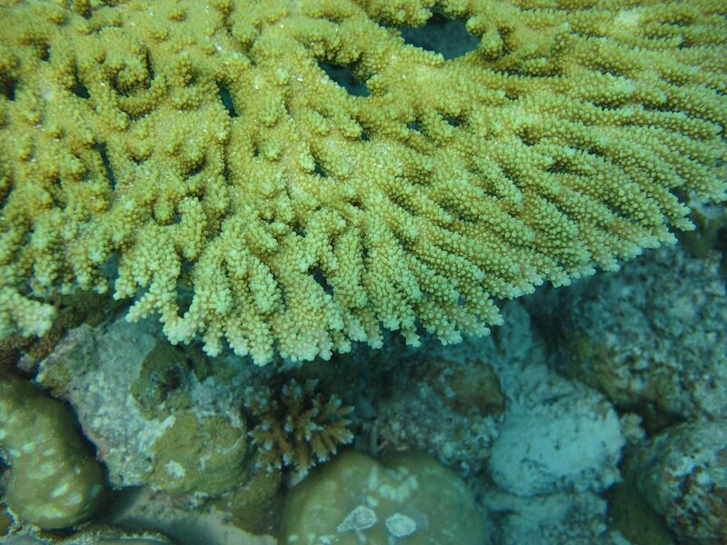 Acropora clathrata im Aquarium halten (Einrichtungsbeispiele für Kleinpolypige Steinkoralle)