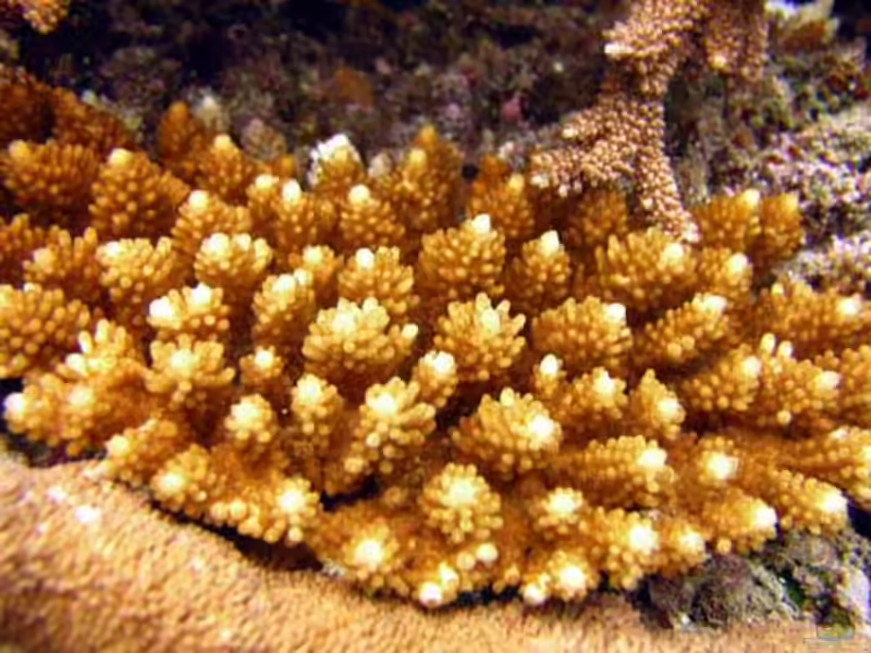Acropora cophodactyla im Aquarium halten (Einrichtungsbeispiele für Kleinpolypige Steinkoralle)