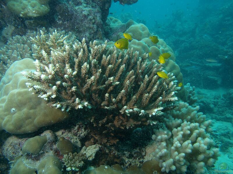 Acropora divaricata im Aquarium halten (Einrichtungsbeispiele für Kleinpolypige Steinkoralle)