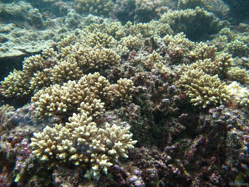 Acropora elseyi im Aquarium halten (Einrichtungsbeispiele für Kleinpolypige Steinkoralle)