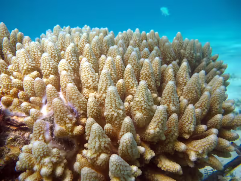 Acropora gemmifera im Aquarium halten (Einrichtungsbeispiele für Kleinpolypige Steinkoralle)