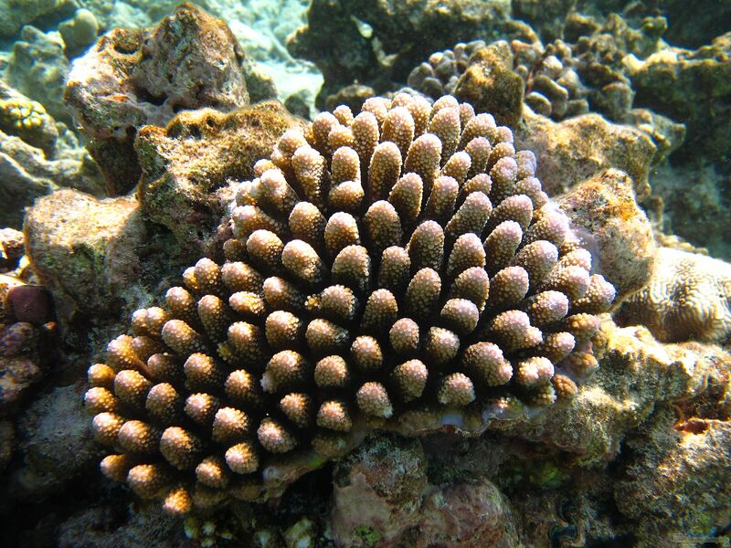 Acropora globiceps im Aquarium halten (Einrichtungsbeispiele für Kleinpolypige Steinkoralle)