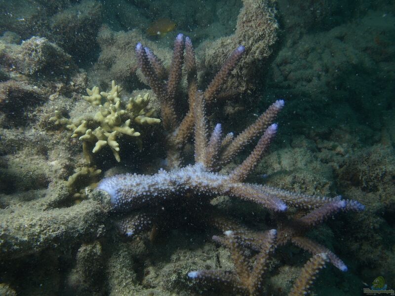 Acropora grandis im Aquarium halten (Einrichtungsbeispiele für Kleinpolypige Steinkoralle)