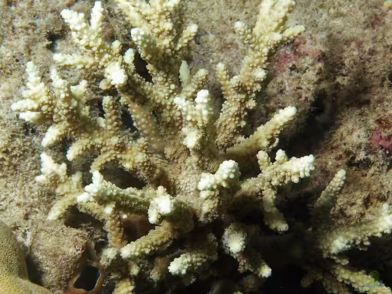 Acropora horrida im Aquarium halten (Einrichtungsbeispiele für Kleinpolypige Steinkoralle)