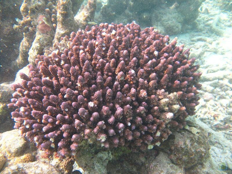 Acropora humilis im Aquarium halten (Einrichtungsbeispiele für Kleinpolypige Steinkoralle)