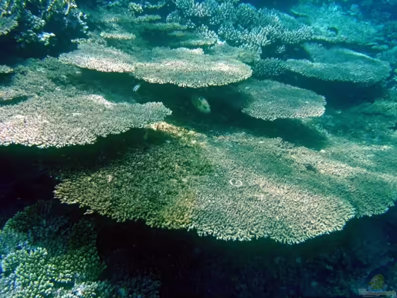 Acropora lamarcki im Aquarium halten (Einrichtungsbeispiele für Kleinpolypige Steinkoralle)