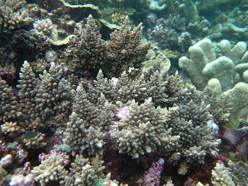 Acropora longicyathus im Aquarium halten (Einrichtungsbeispiele für Kleinpolypige Steinkoralle)