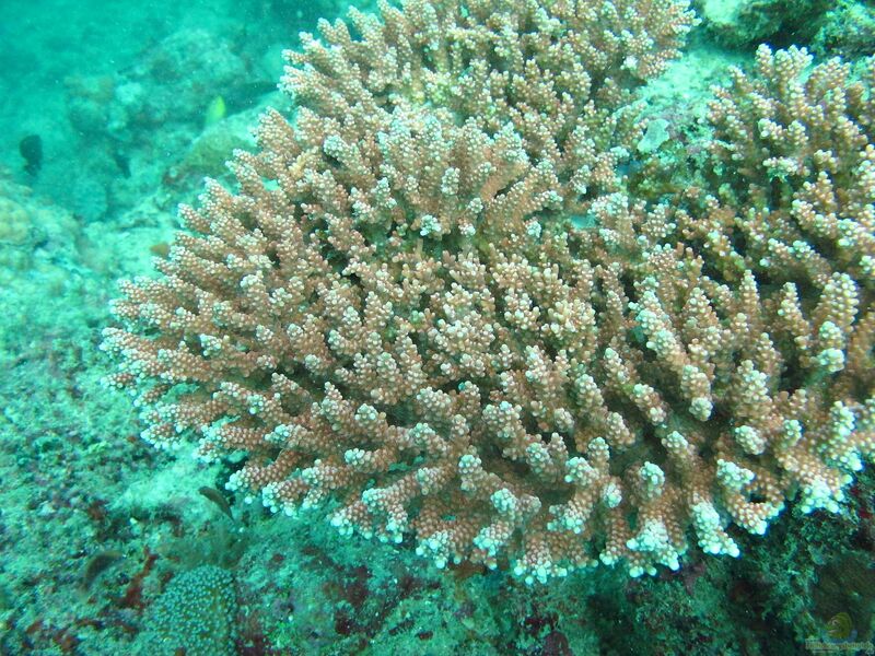 Acropora loripes im Aquarium halten (Einrichtungsbeispiele für Kleinpolypige Steinkoralle)